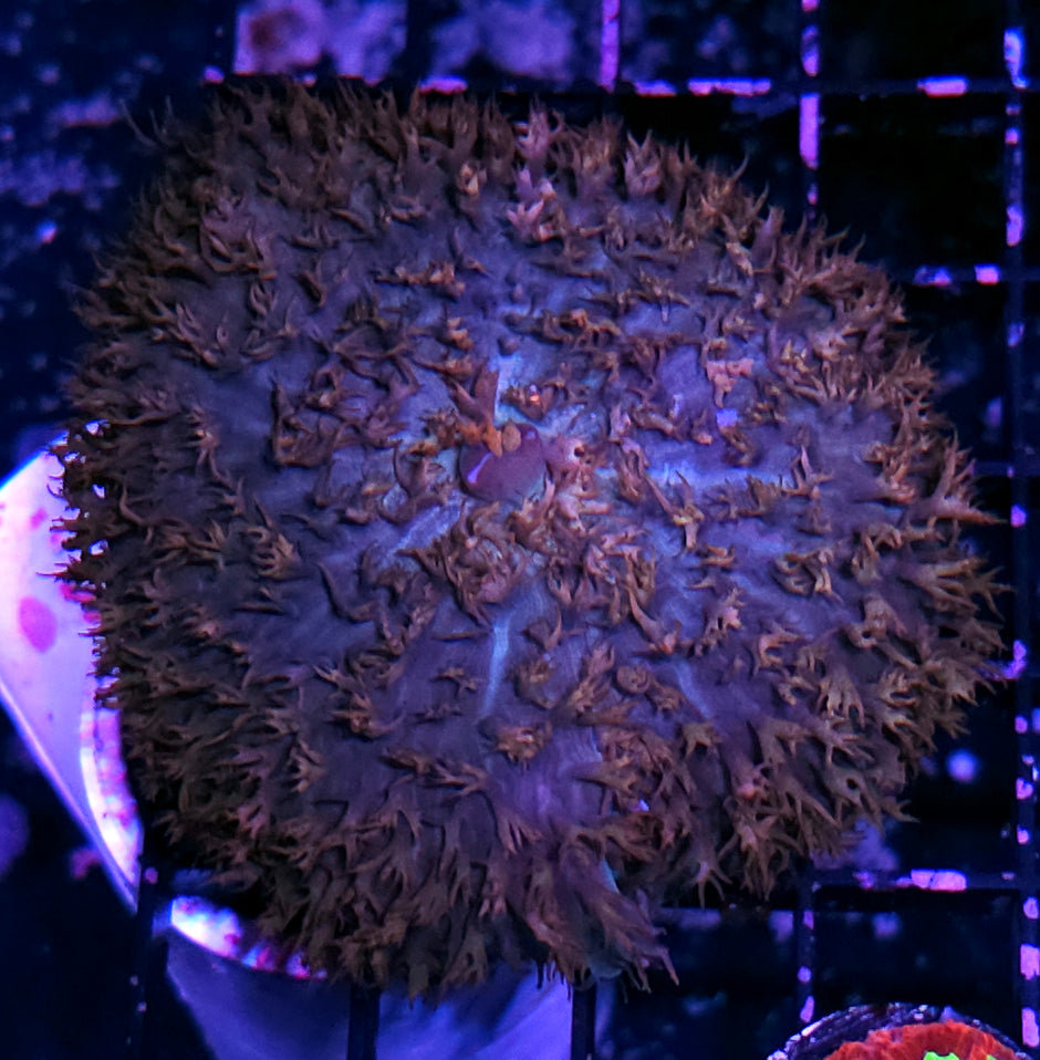 4" Kings Crown St Thomas Mushroom