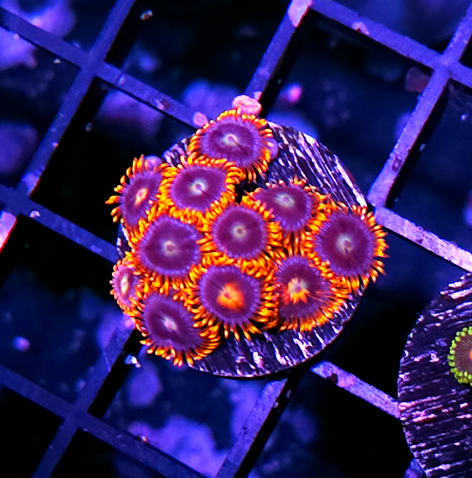 Omega Zoas