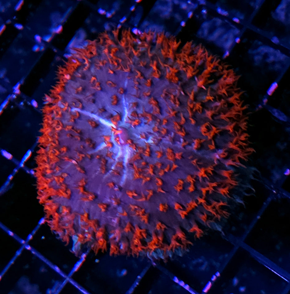 3" Special Red St Thomas Mushroom