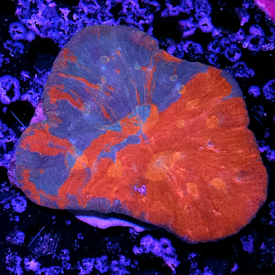 🔥😳6" Tye Dye Australomussa Colony😳🔥