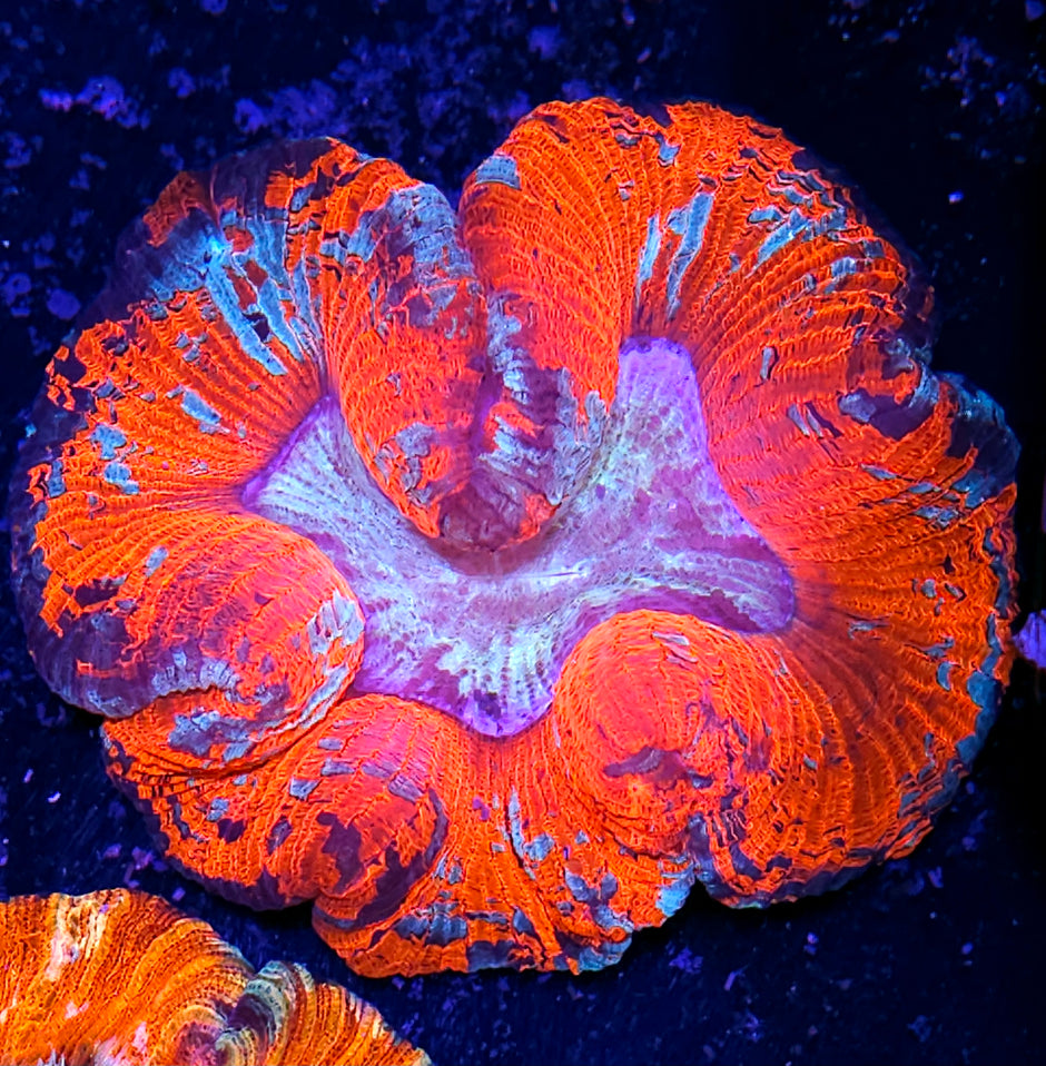 Red Insane Metallic Wellsophyllia