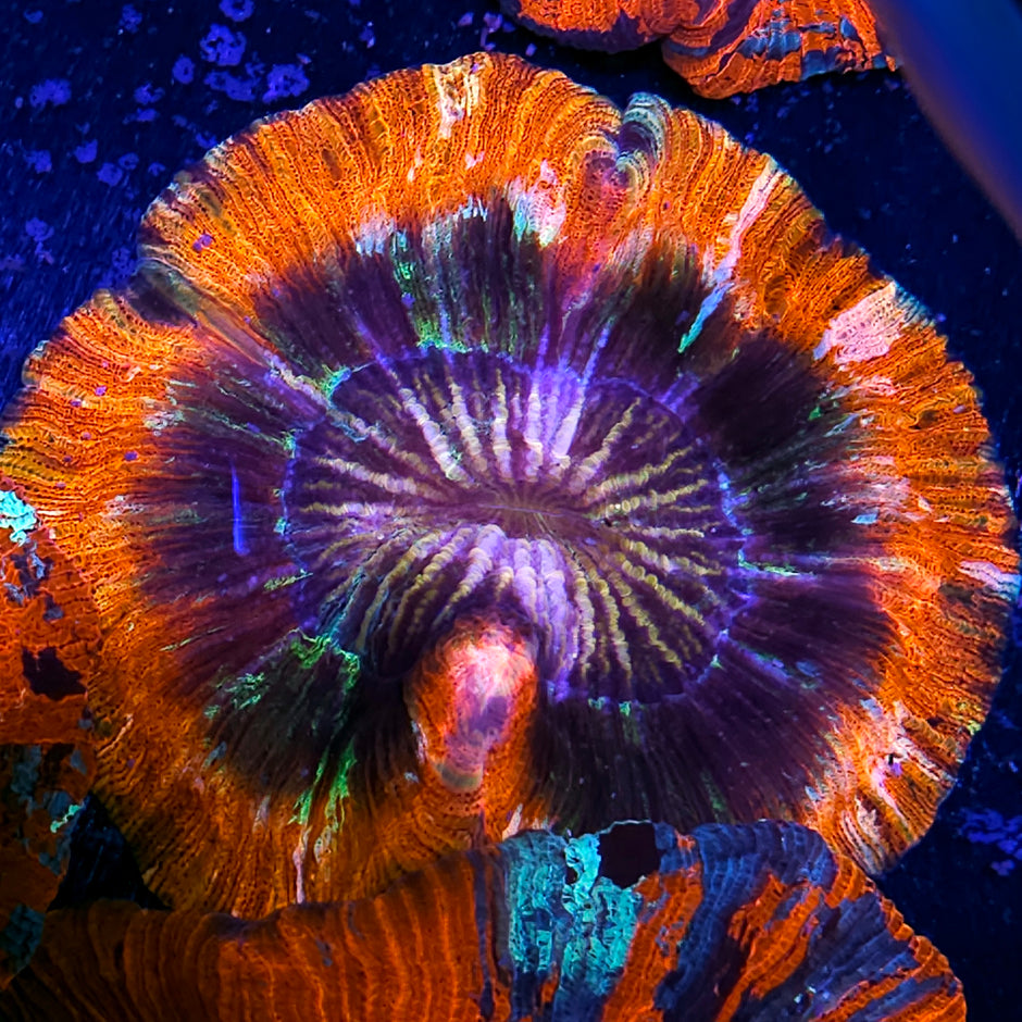 Flaming Orange Insane Metallic Wellsophyllia