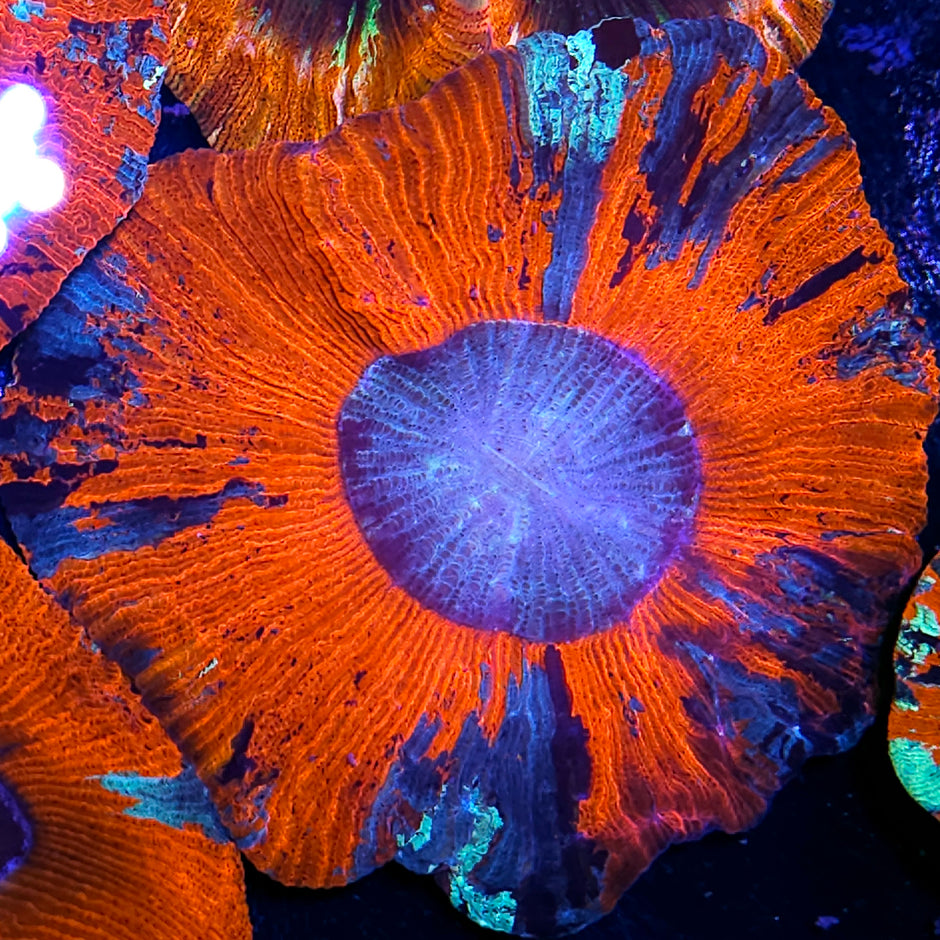 Red Insane Metallic Wellsophyllia