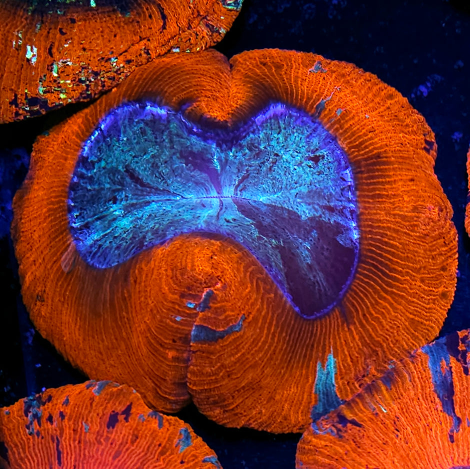 Red Insane Metallic Wellsophyllia