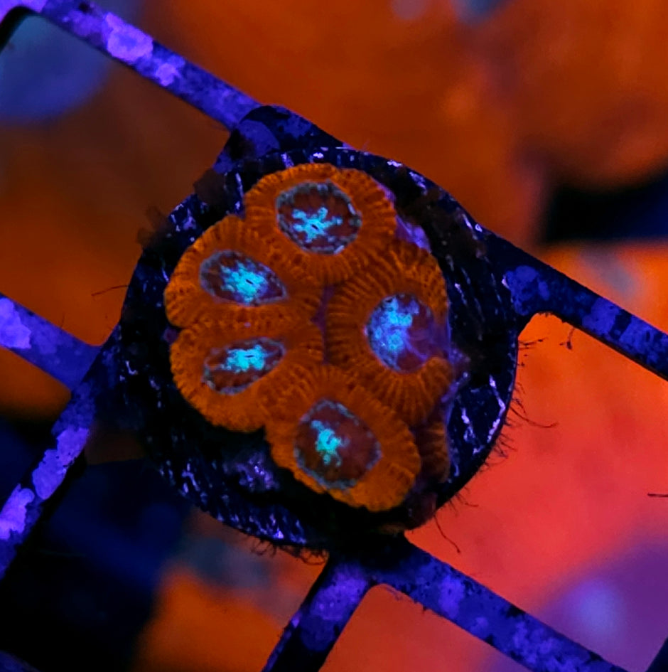 Star Lord Micromussa Amakusensis