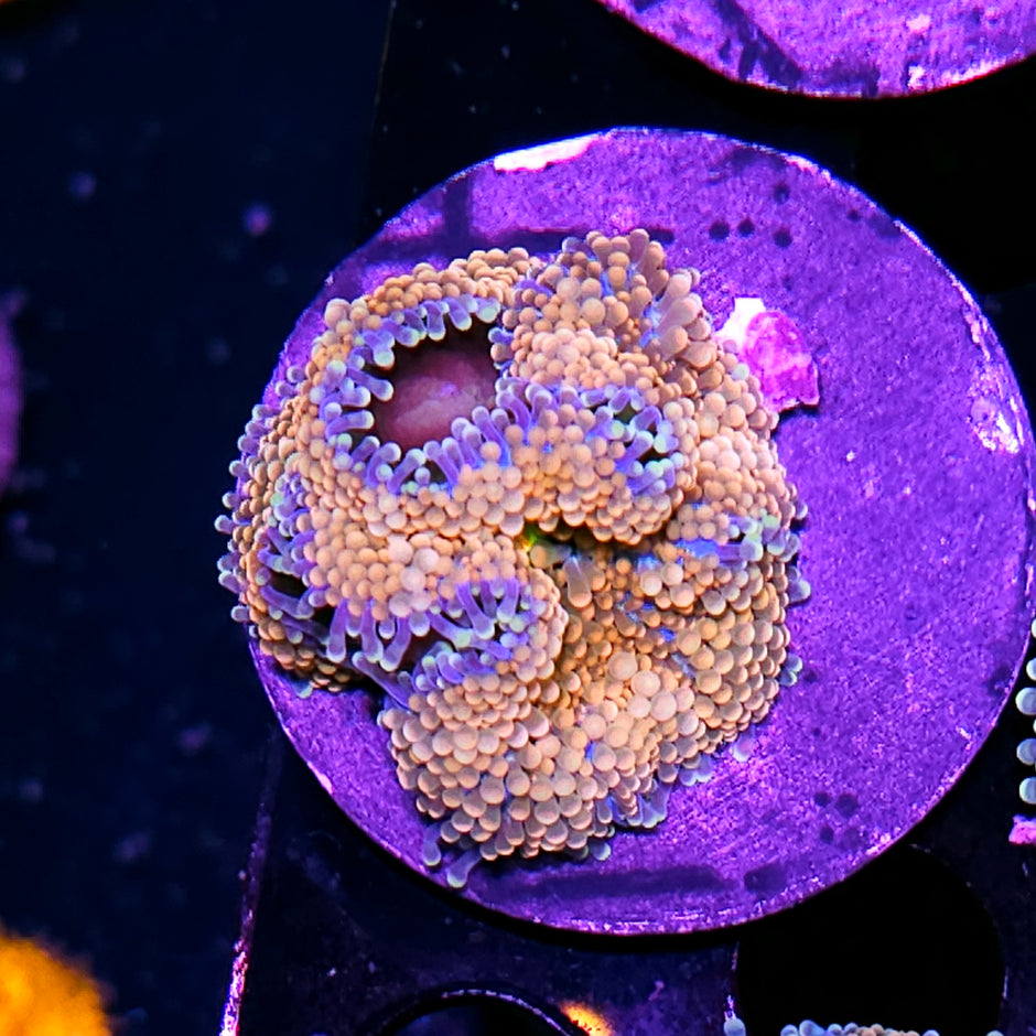 CS Deepwater Ricordea