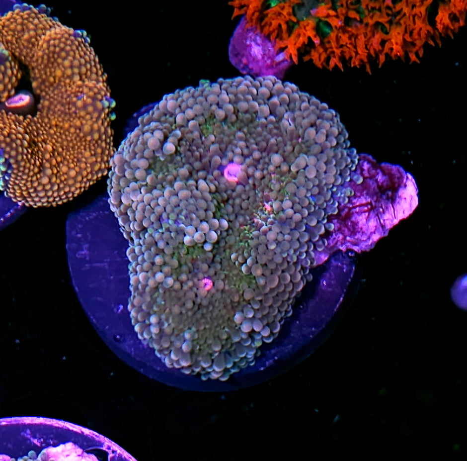 CS Deepwater Ricordea