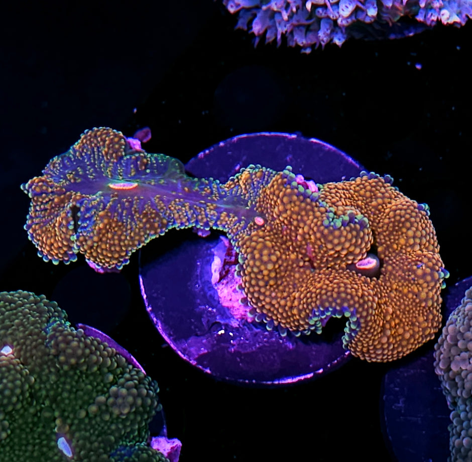 CS Deepwater Ricordea