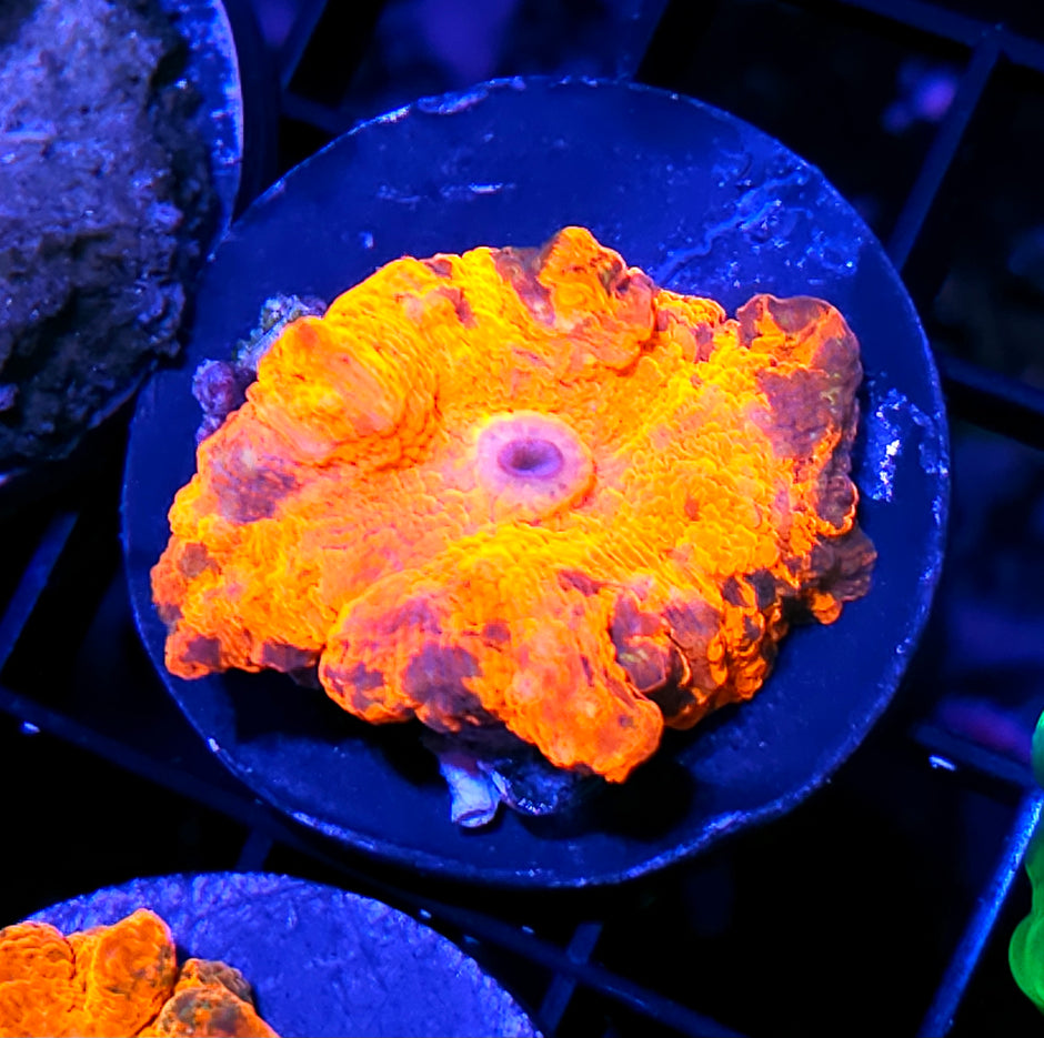 Deadpool Jawbreaker Mushroom