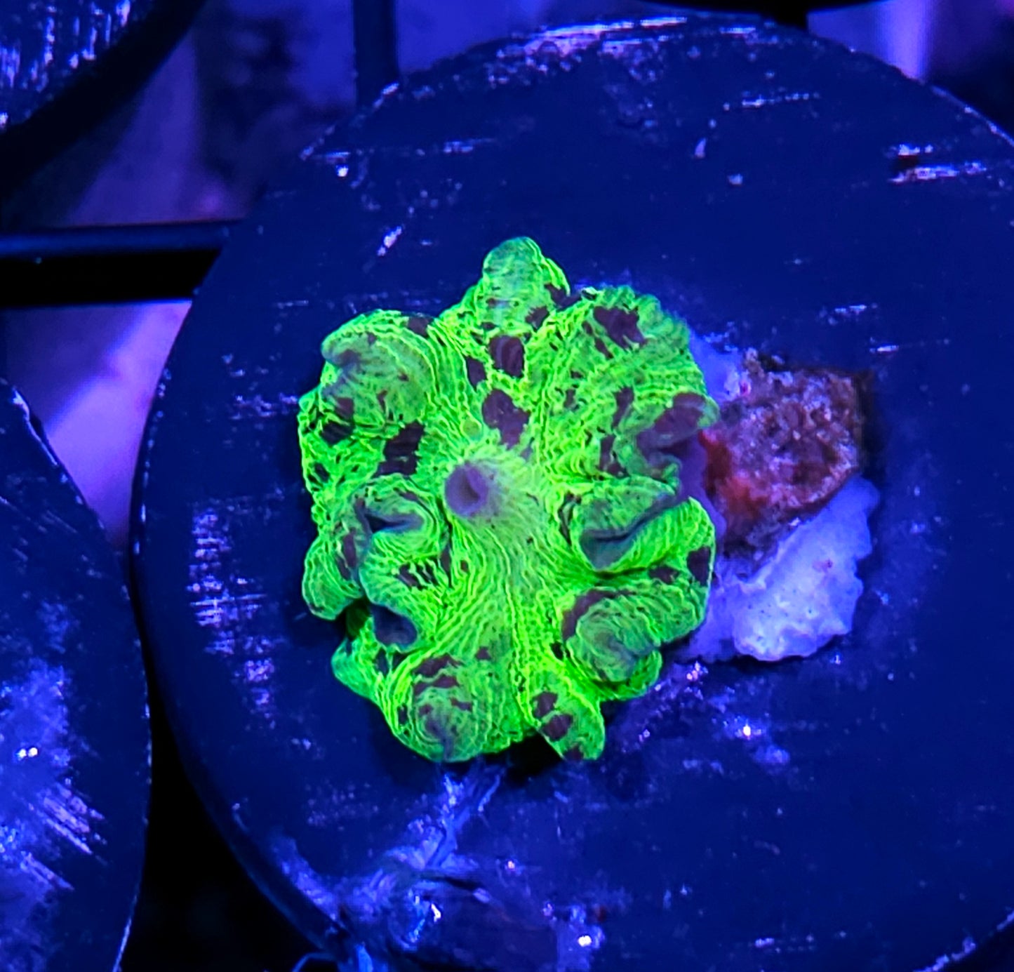 Kryptonite Jawbreaker Mushroom