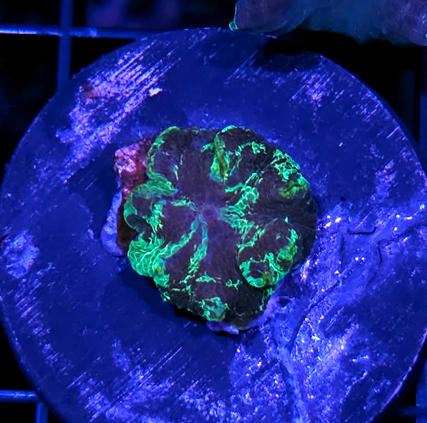 Kryptonite Jawbreaker Mushroom