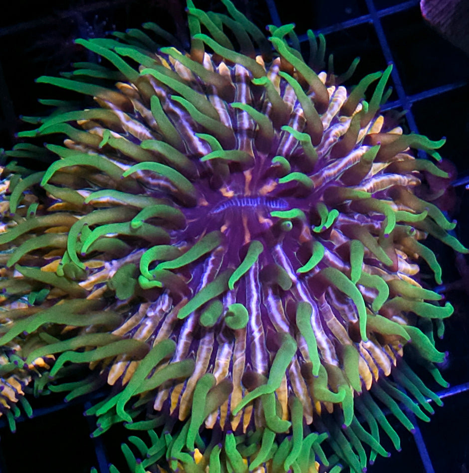 HF Baja Berserk Fungia Plate