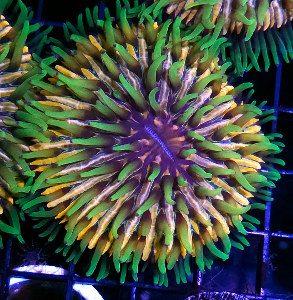 HF Baja Berserk Fungia Plate