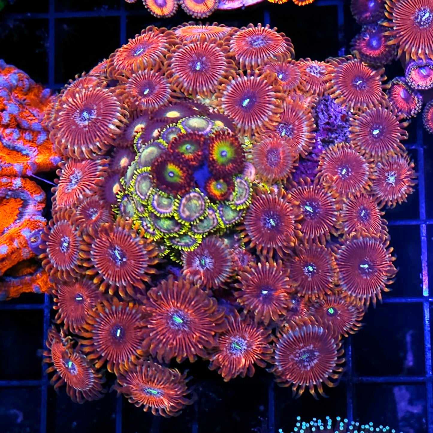Insane Mix Zoa Colony