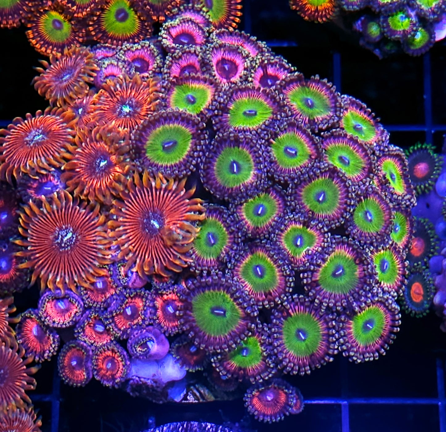 Wowzers Mix Zoa Colony
