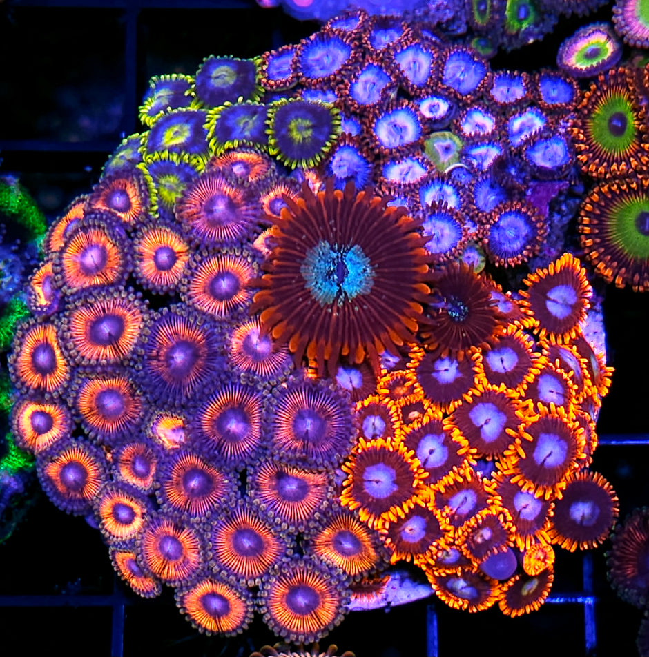 Unfreakingreal Mix Zoa Colony