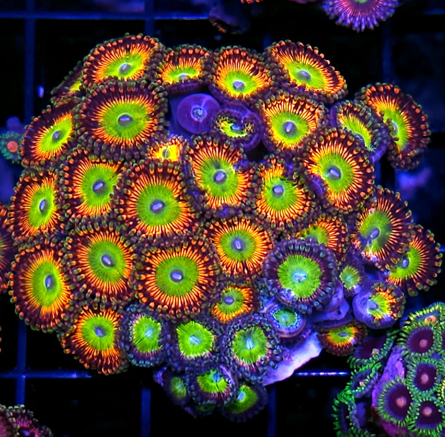 Bowser & Latin Lover Zoa Colony