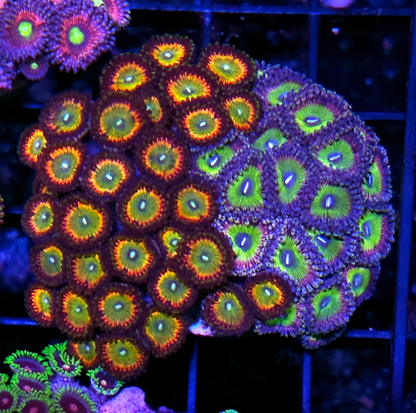 Bowser & Latin Love Mix Zoa Colony