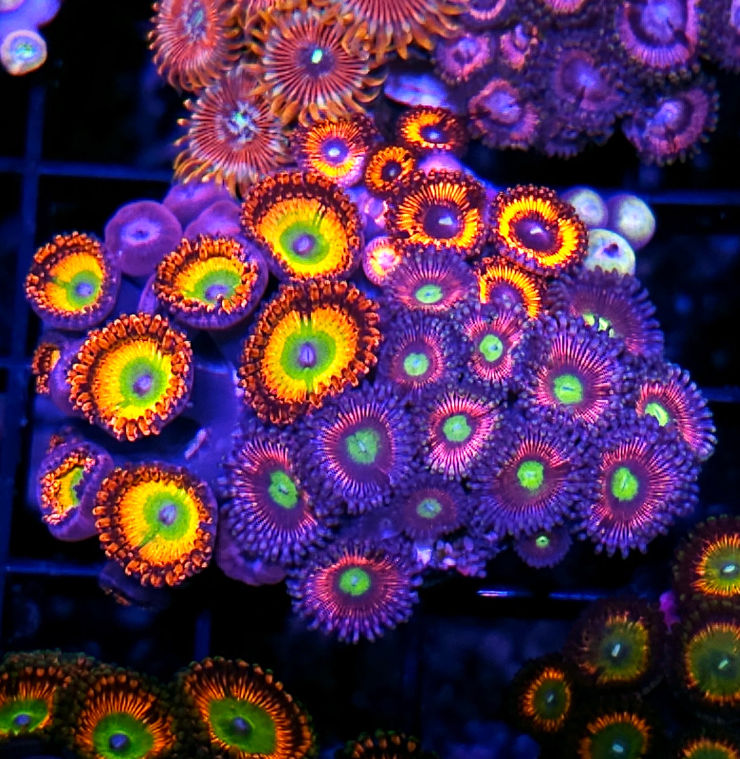Bowser Insane Mix Zoa Colony
