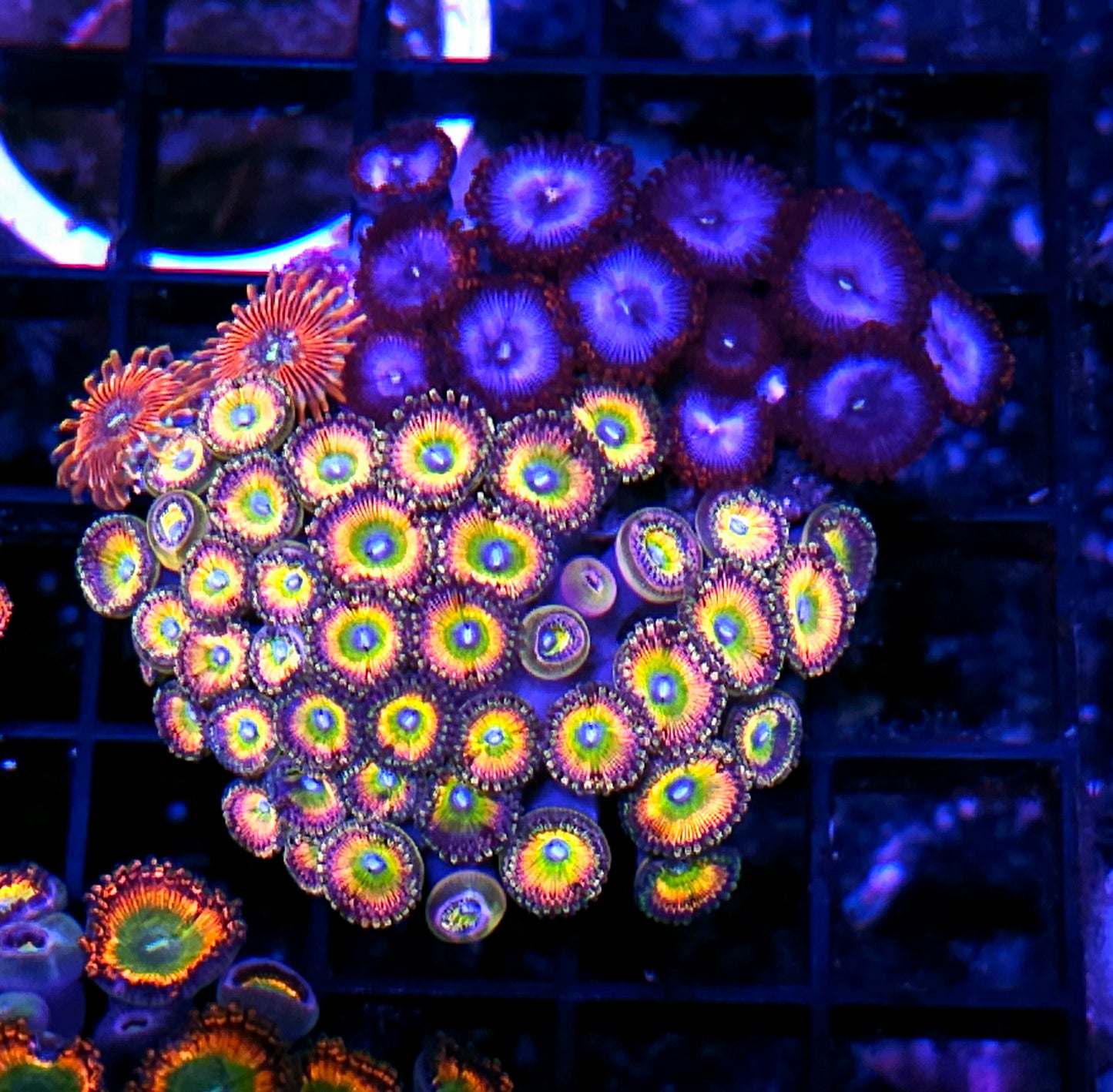 Pennies Rainbow Zoa Mix Colony