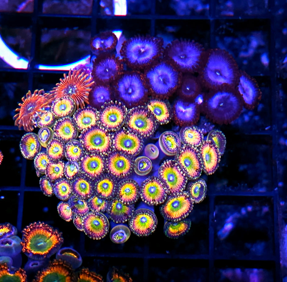 Pennies Rainbow Zoa Mix Colony