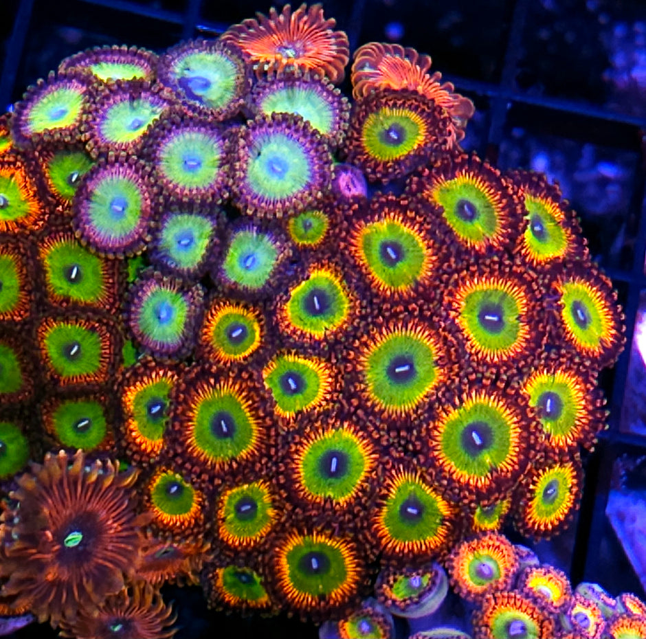 Bowser Mix Super Zoa Colony