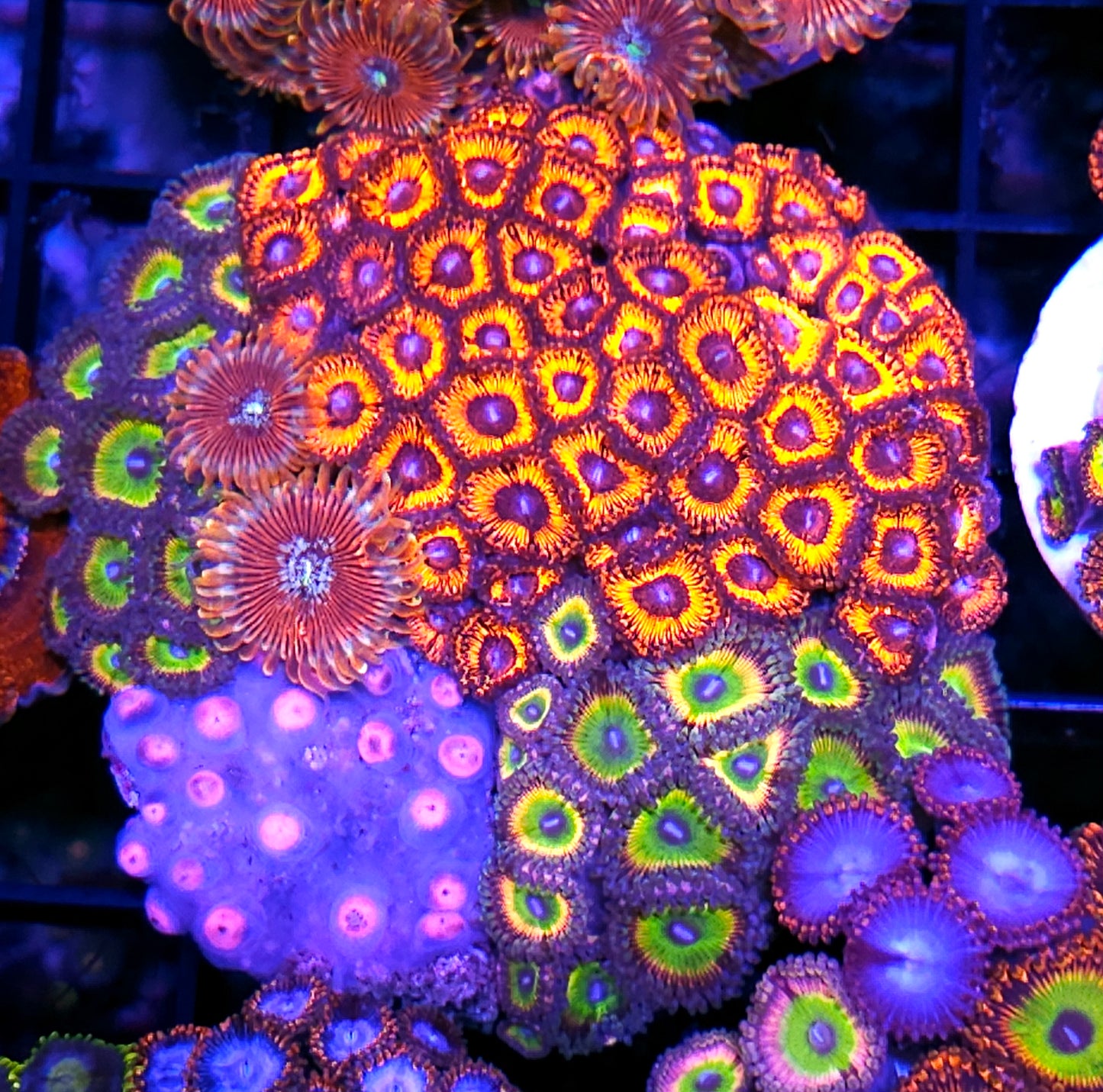 Holy Shiz Mix Zoa Colony