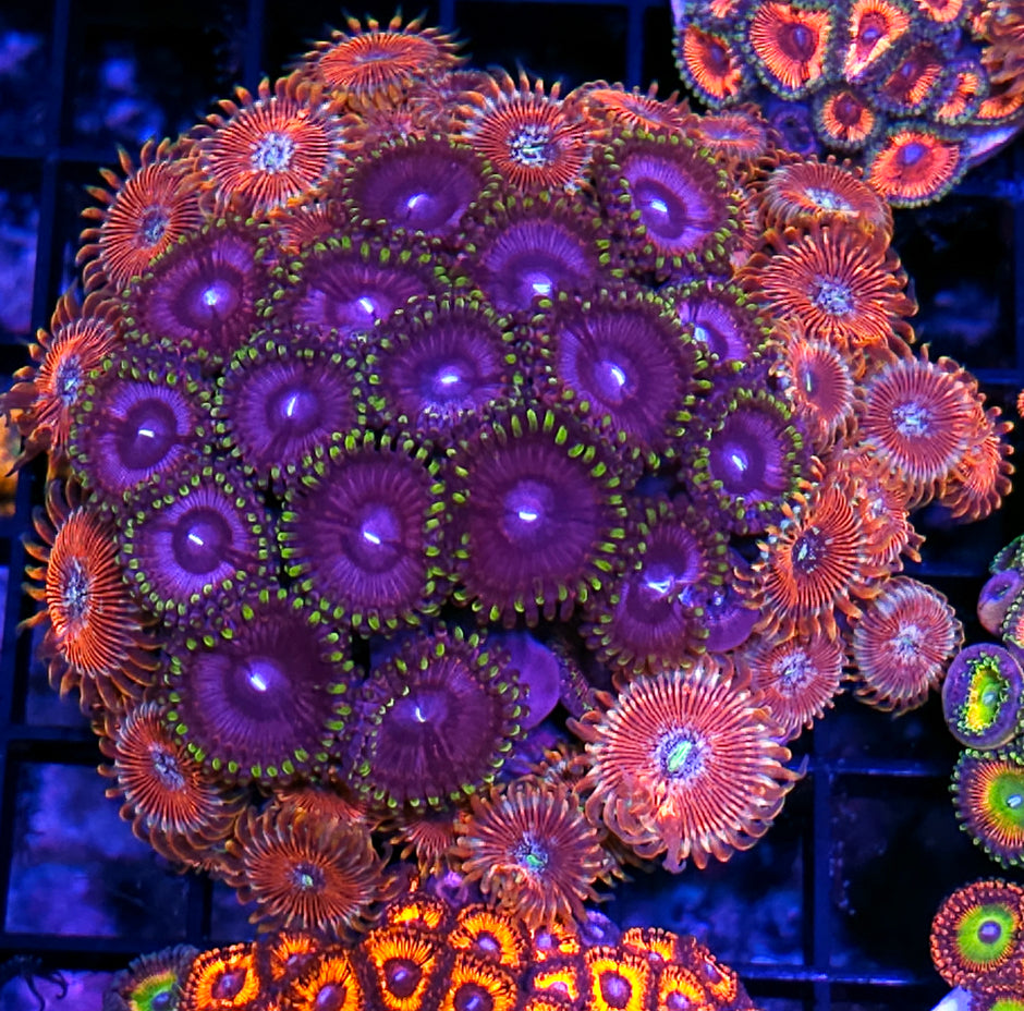 White Zombie & Black Orchid Zoa Colony
