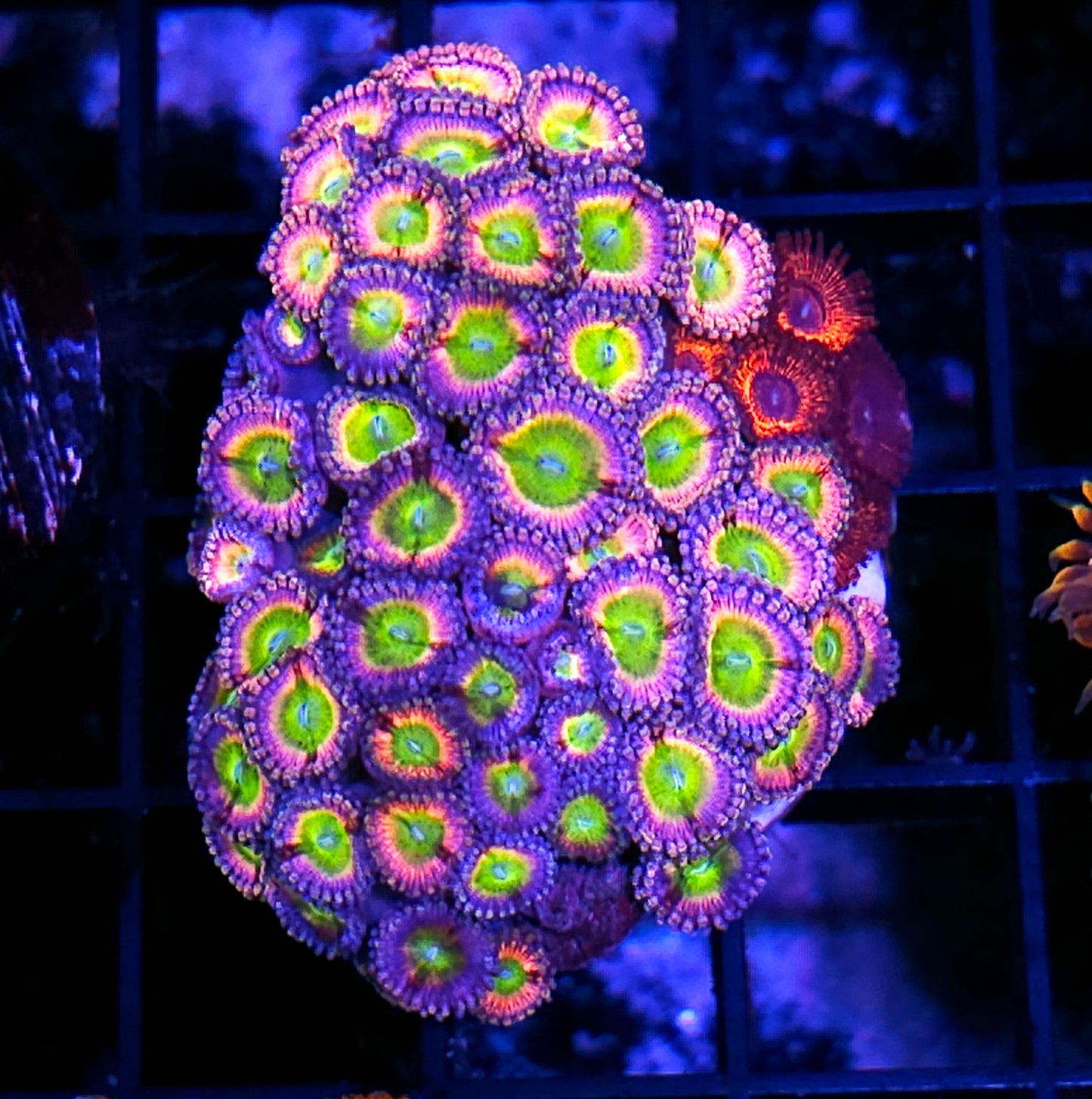 Kush Candy Zoa Mix Colony