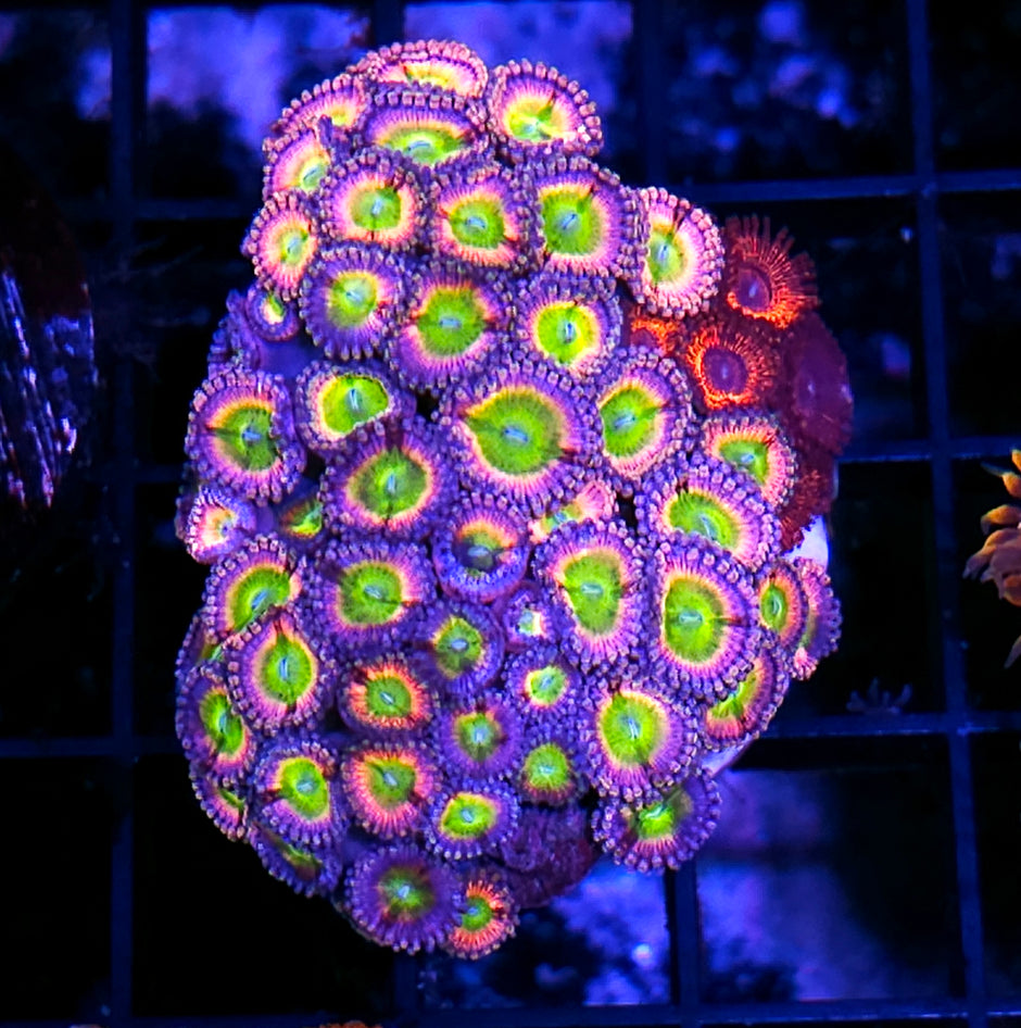 Kush Candy Zoa Mix Colony