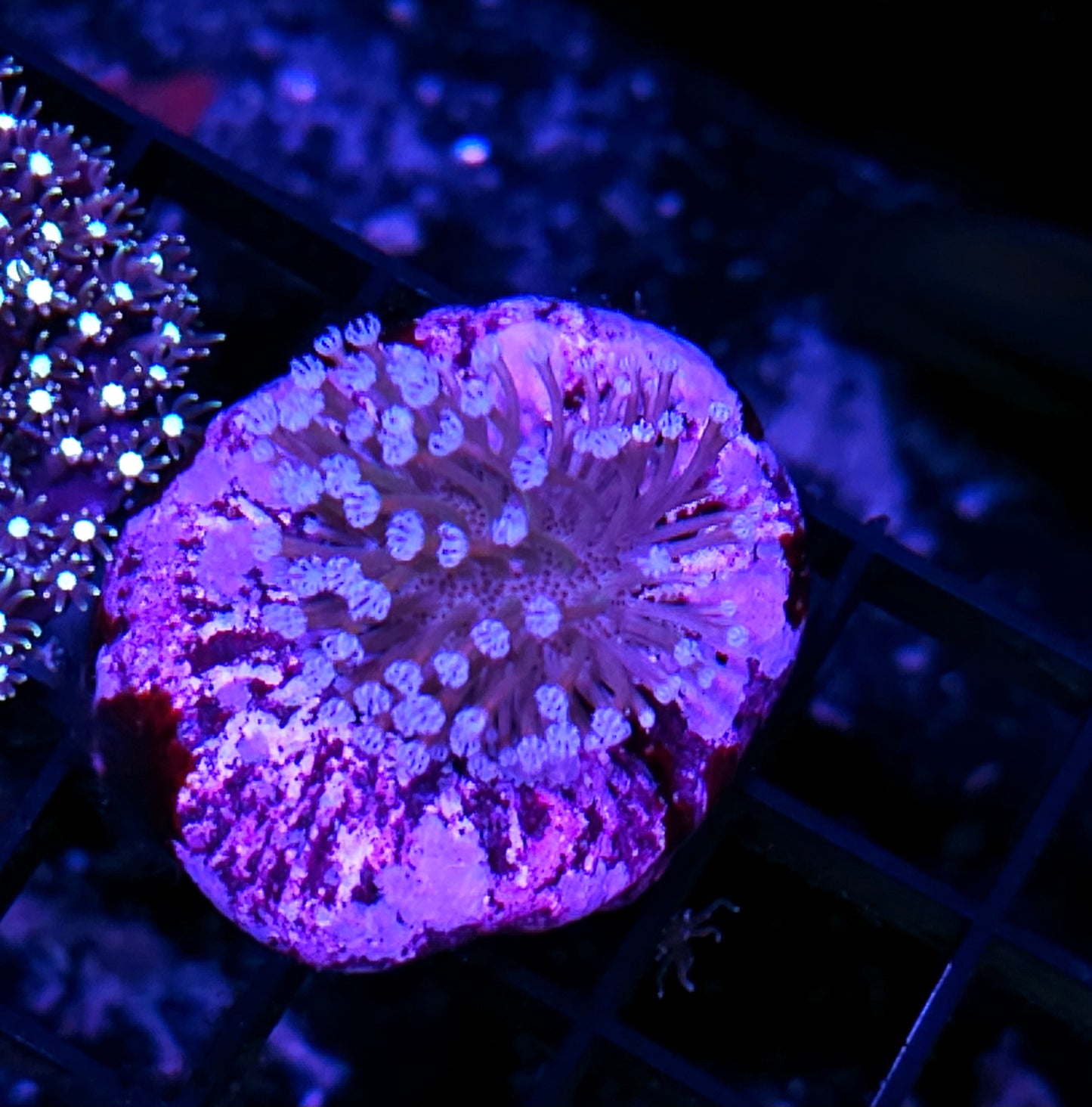 Weeping Willow Leather