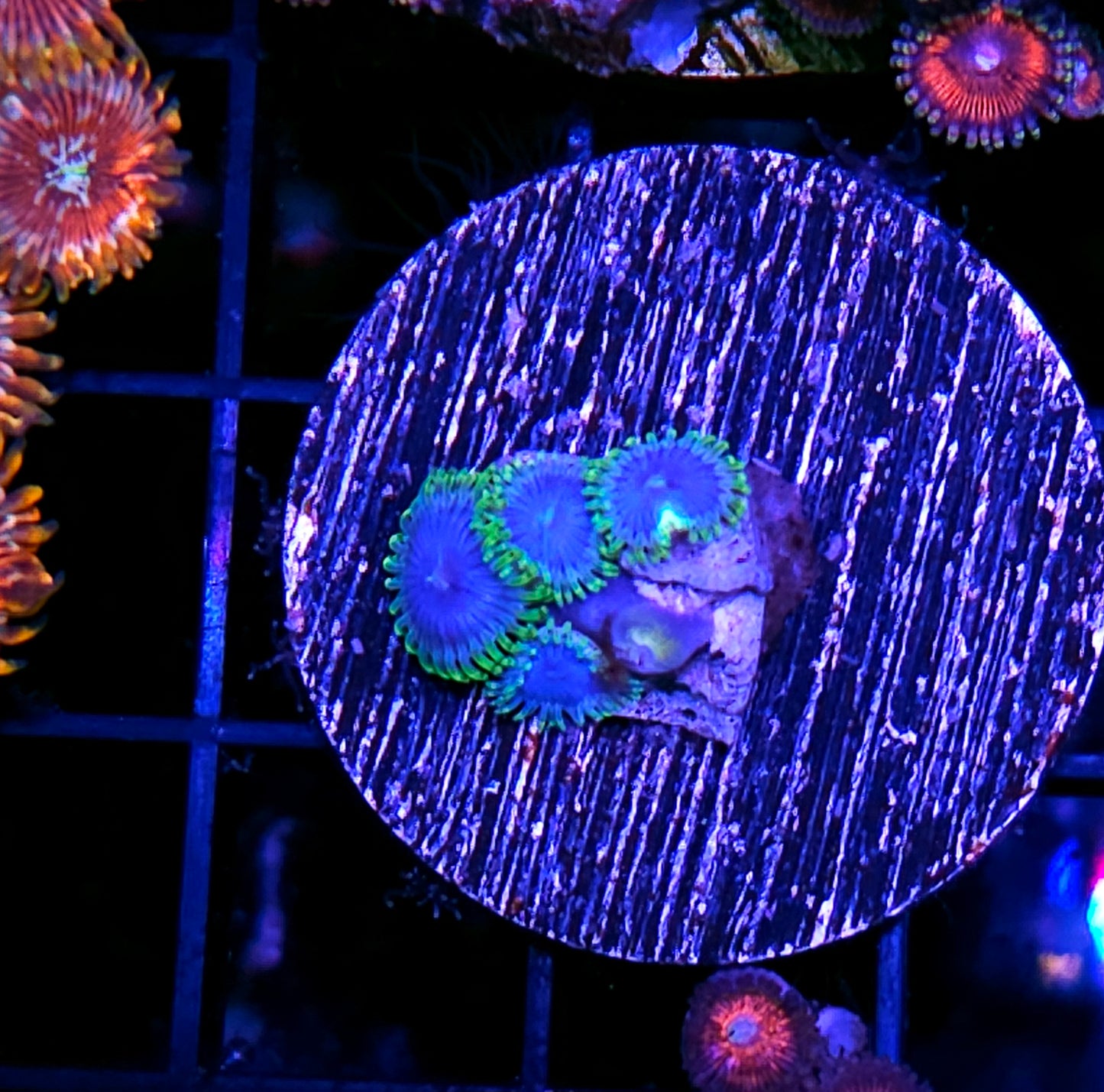 Blue Kaboom Zoas