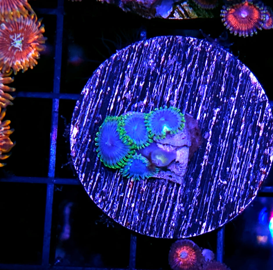 Blue Kaboom Zoas