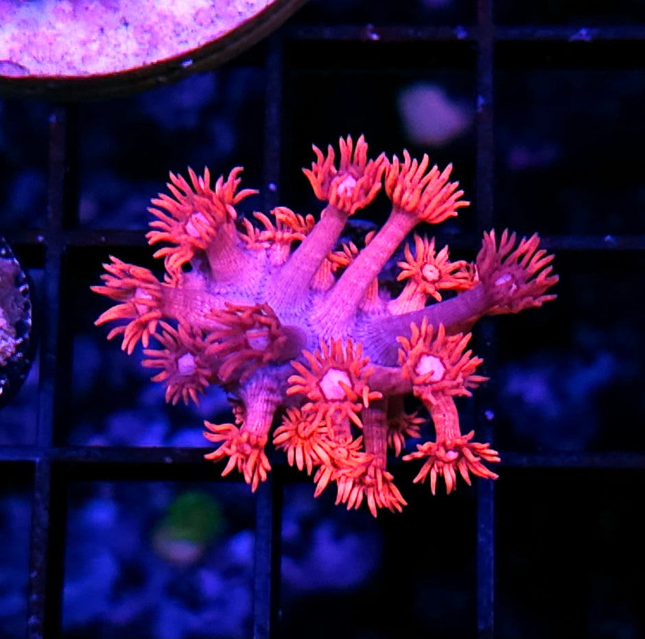 Psycho Pink Goniopora