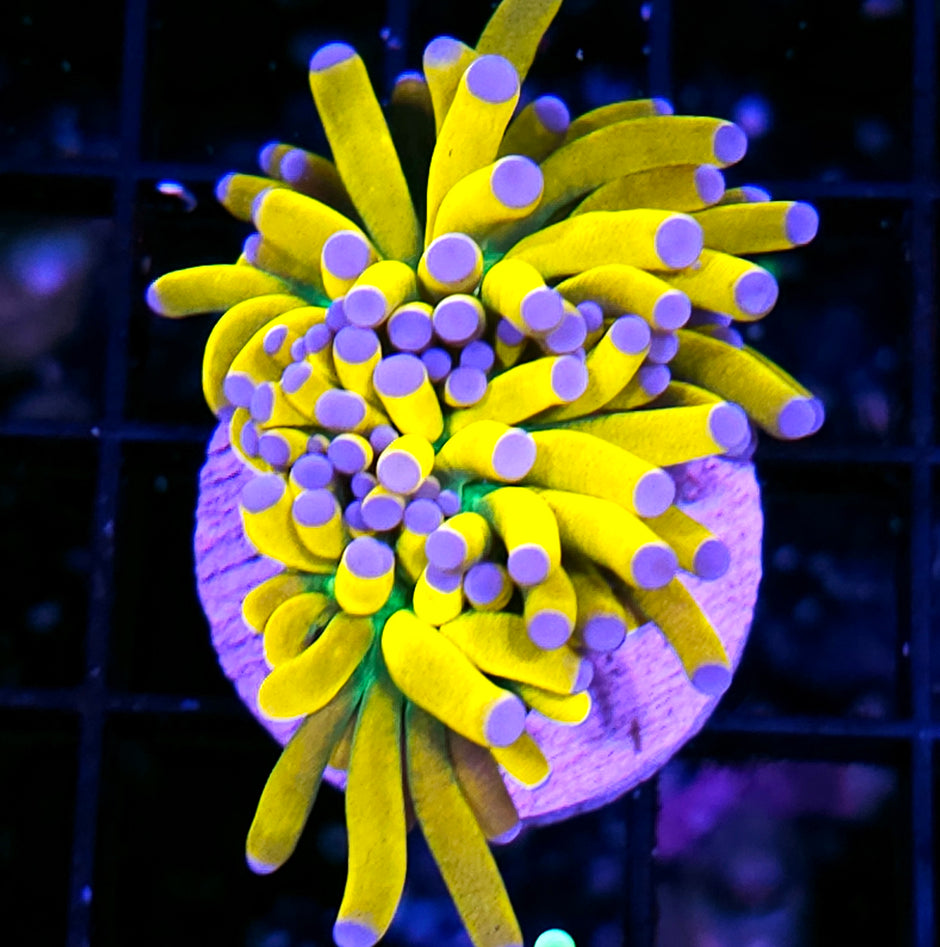 Ultimate Grail Torch