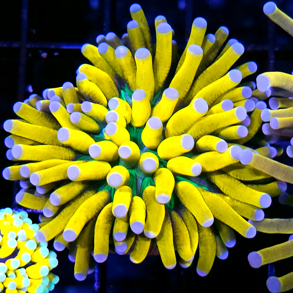 Ultimate Grail Torch