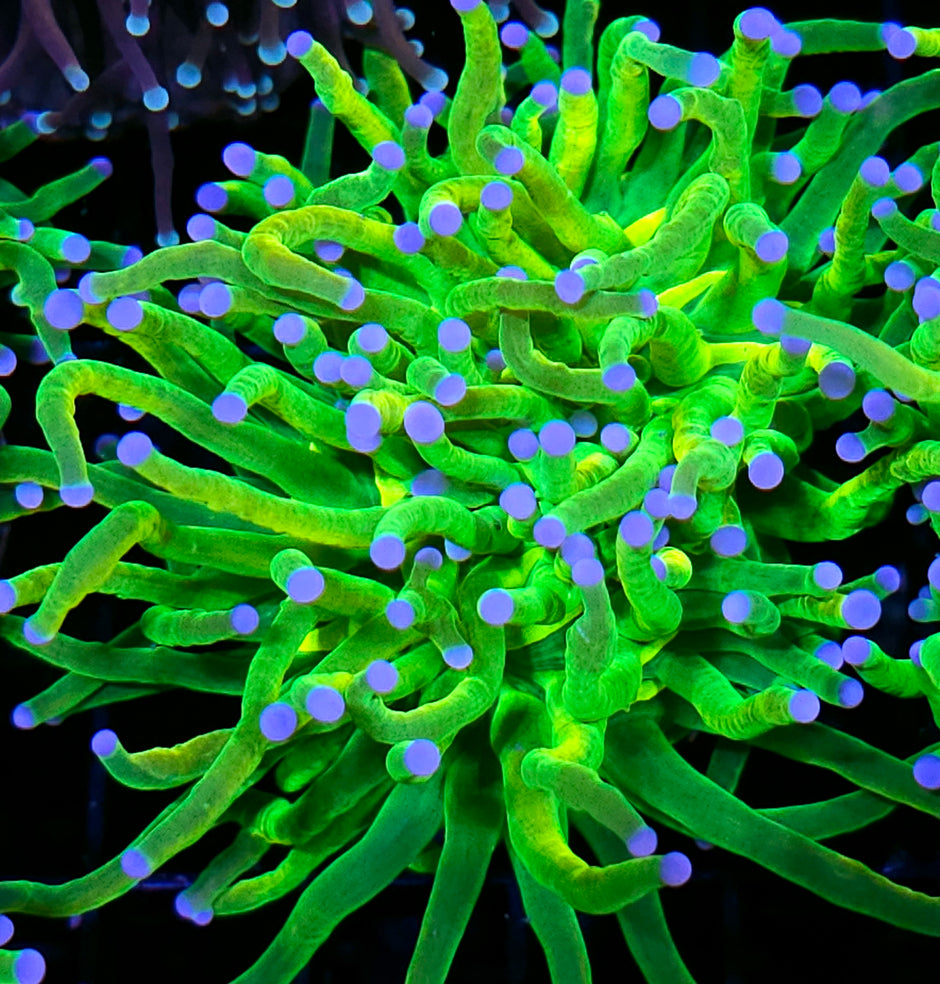 Closet Freak Holy Grail Torch