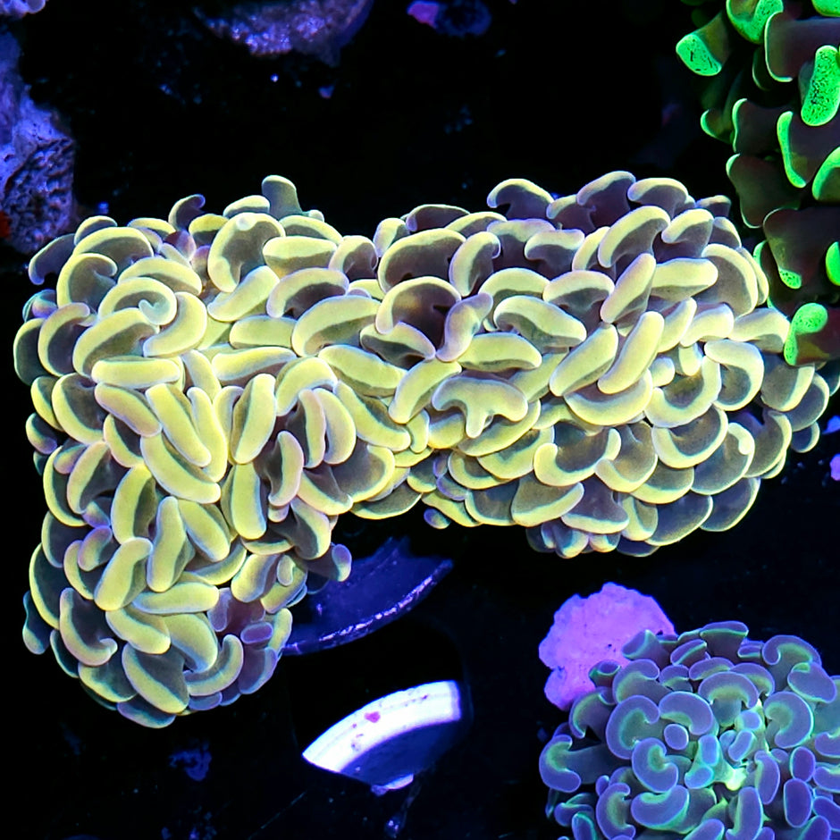 Reptile Rainbow Wall Hammer