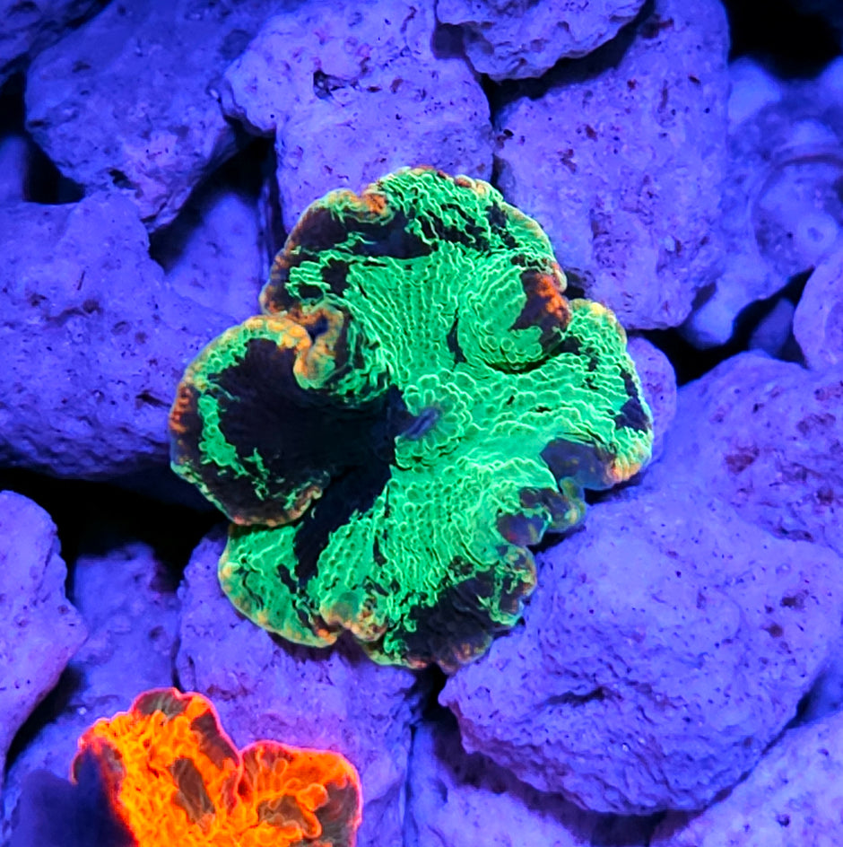 Psychonaut Jawbreaker Mushroom