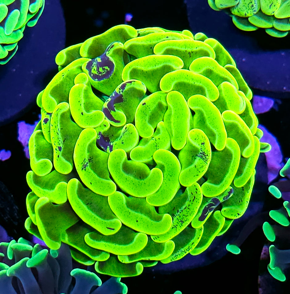 Splatter Pulse Yellow Branching Hammer