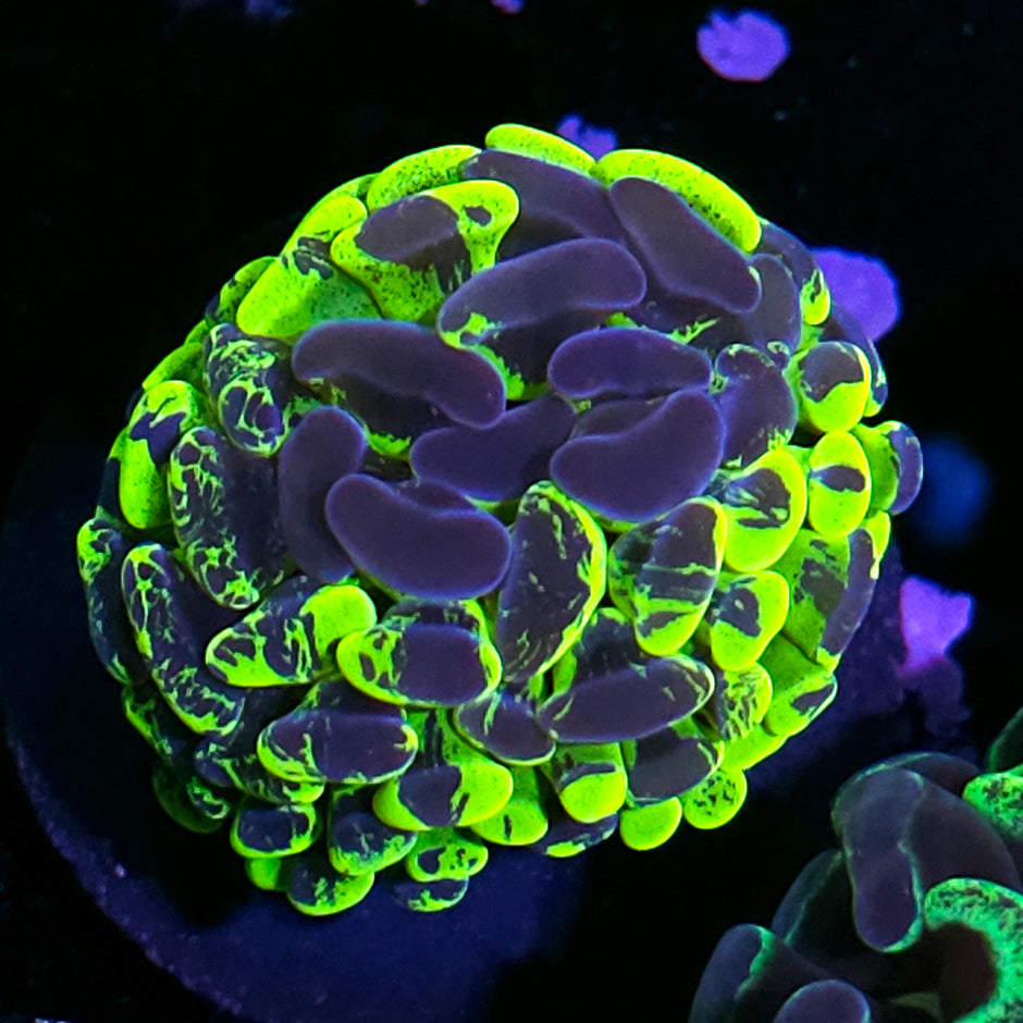 Vibrations Branching Hammer