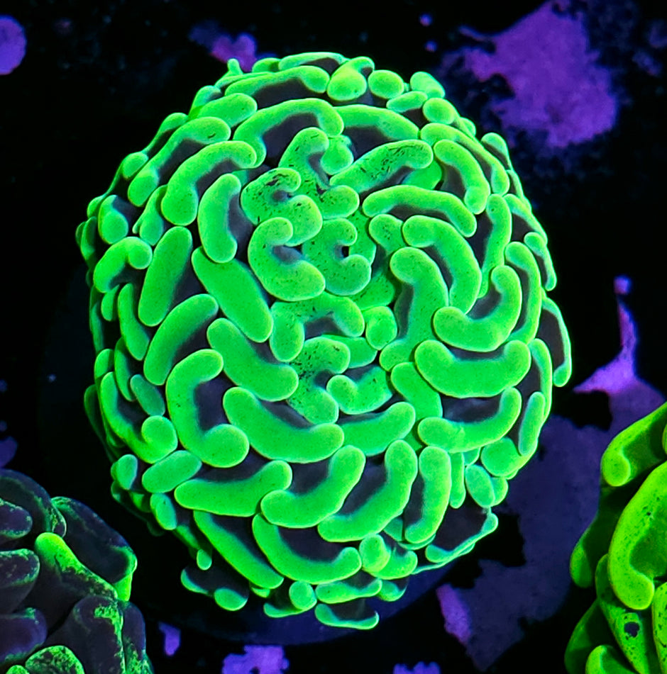 Supa Green Branching Hammer