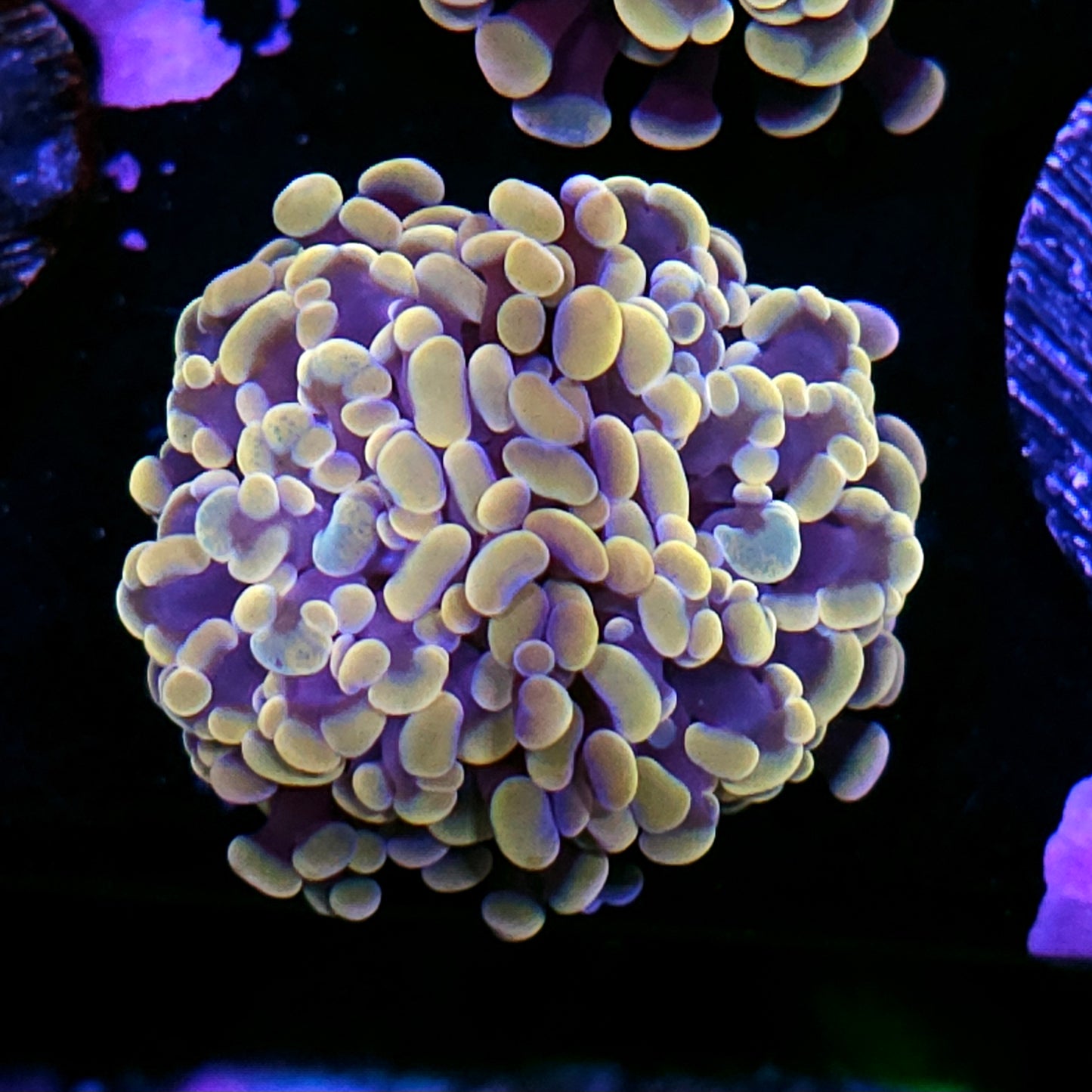 Wizard of OZ Branching Hammer