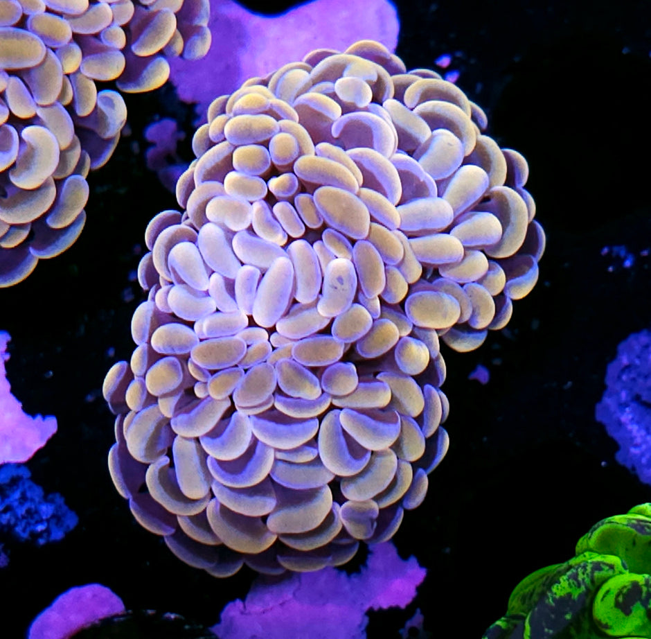 2 Head Cream Corn Branching Hammer