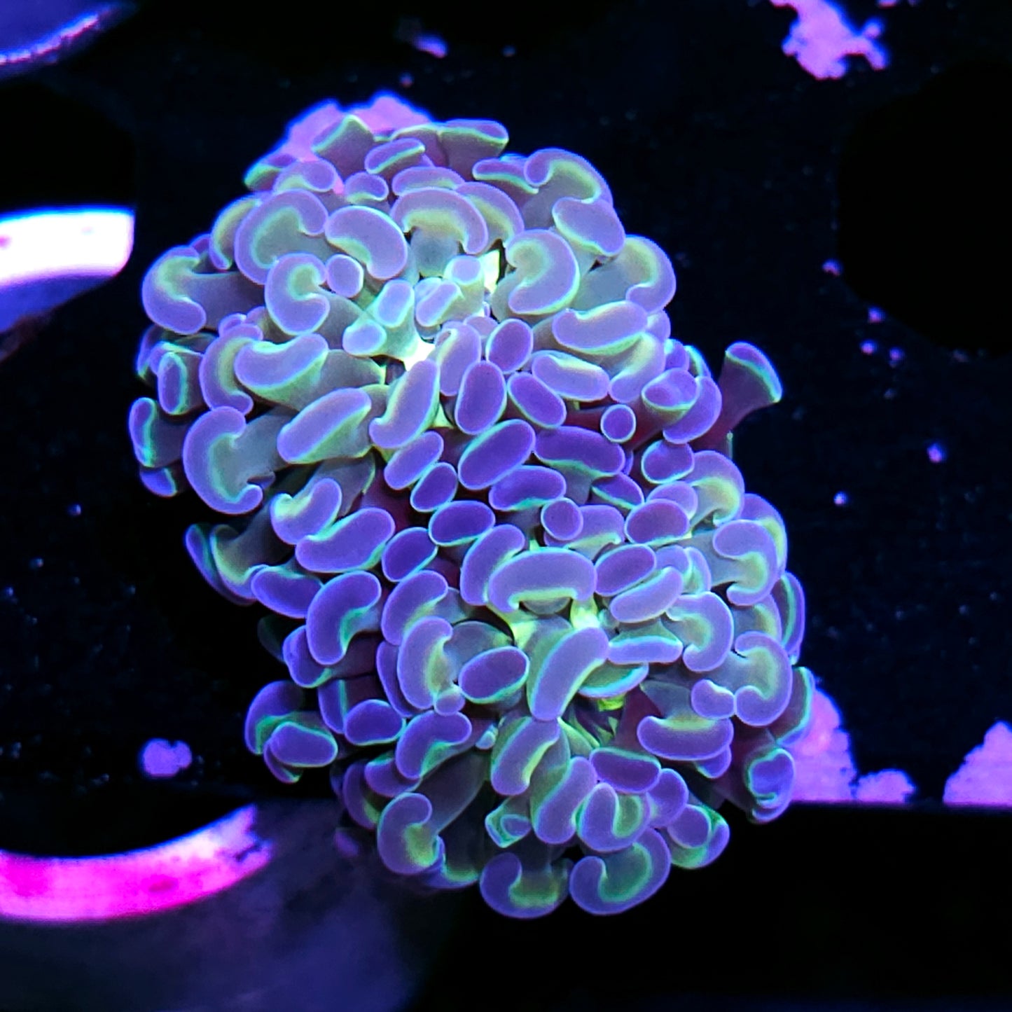 2 Head Rainbow Hologram Branching Hammer