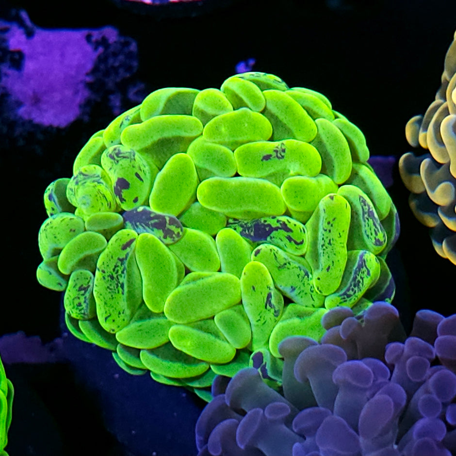 Yellow Static Branching Hammer