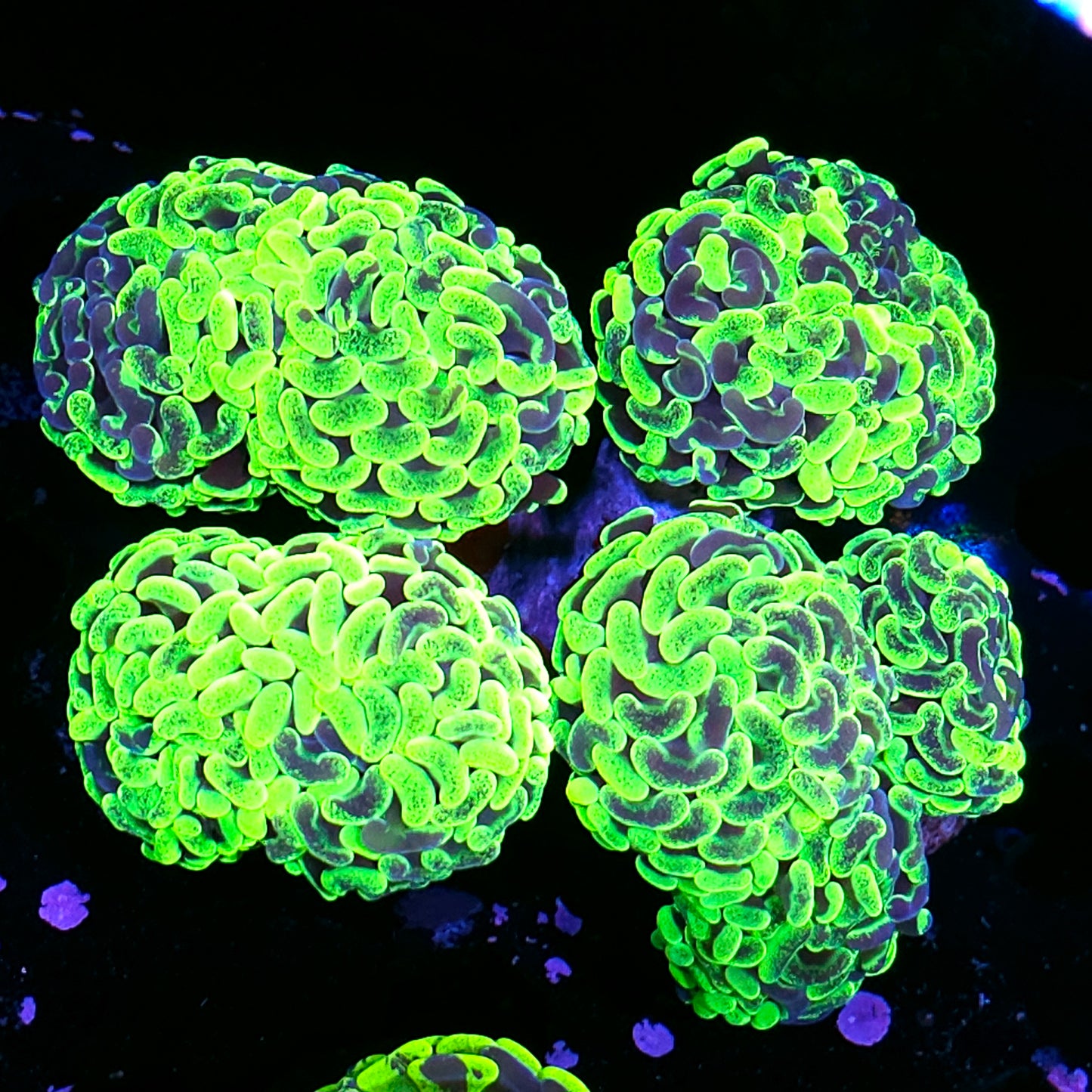 6-7 Head Splatter Pulse Yellow Branching Hammer Colony