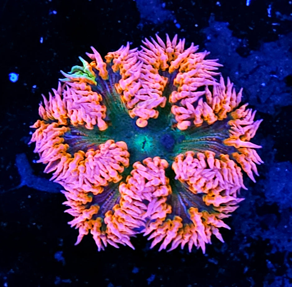 🤪 OOAK Natural Graft Pink Zebra Flower Anemone 🤪