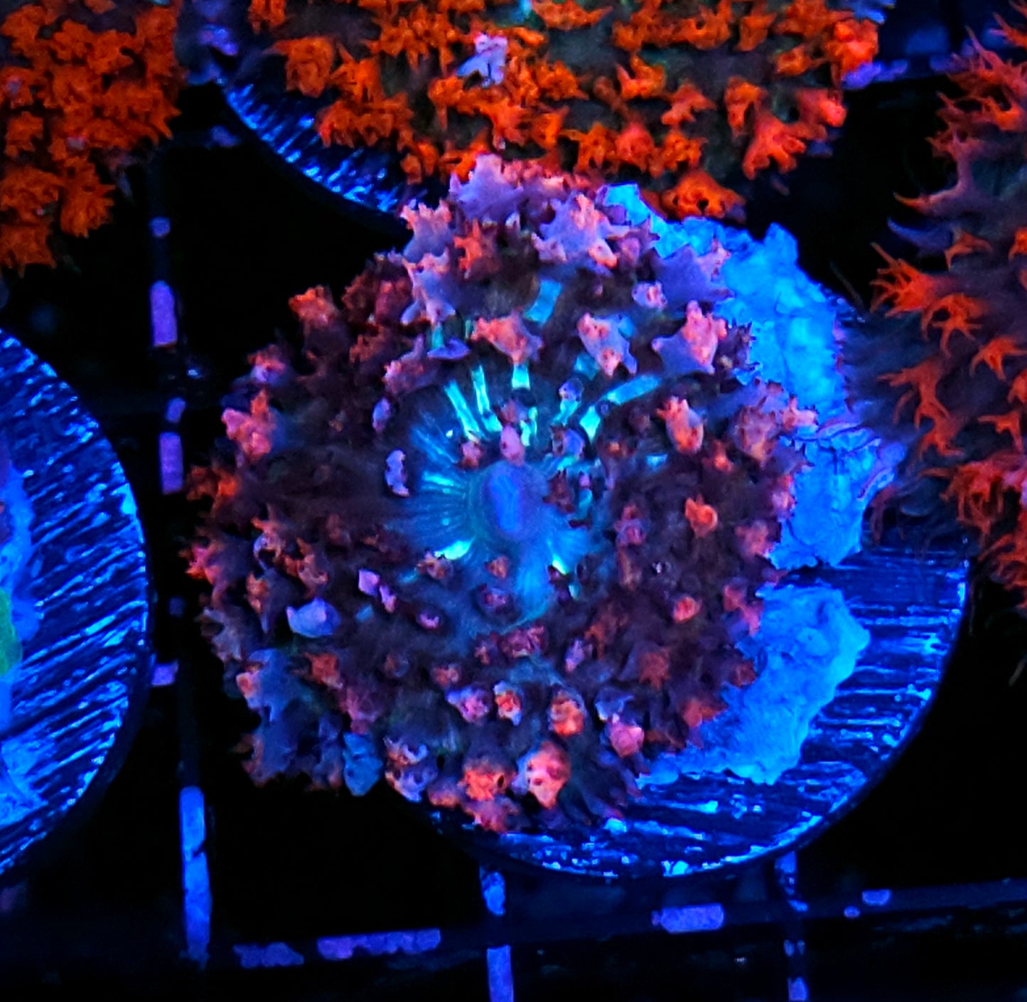 Mystique St Thomas Mushroom