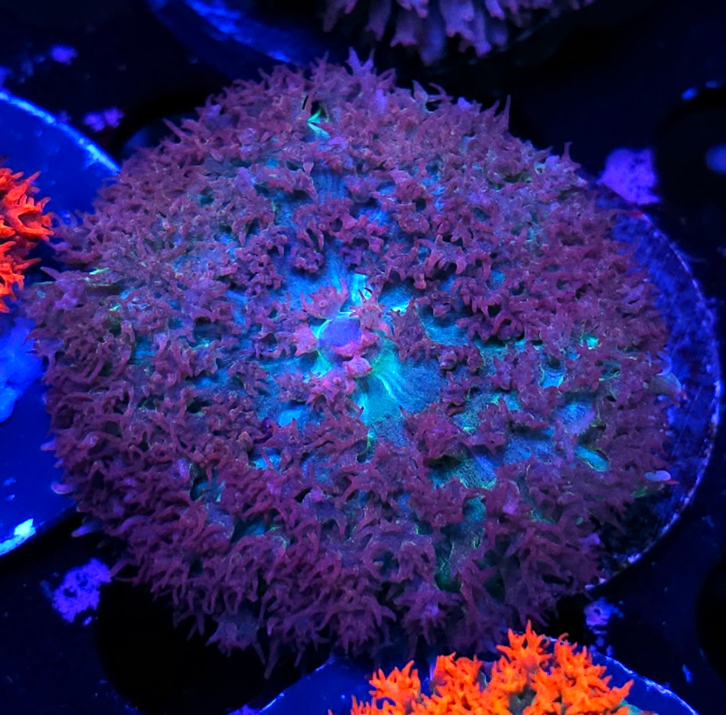 Infinity St Thomas Mushroom